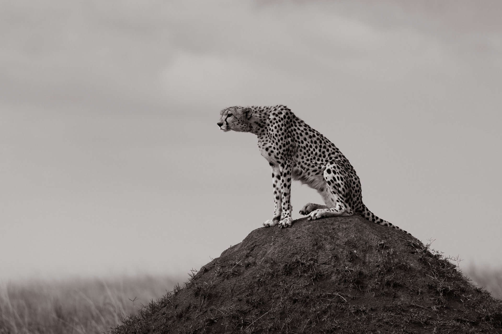 Cheetah in black and white