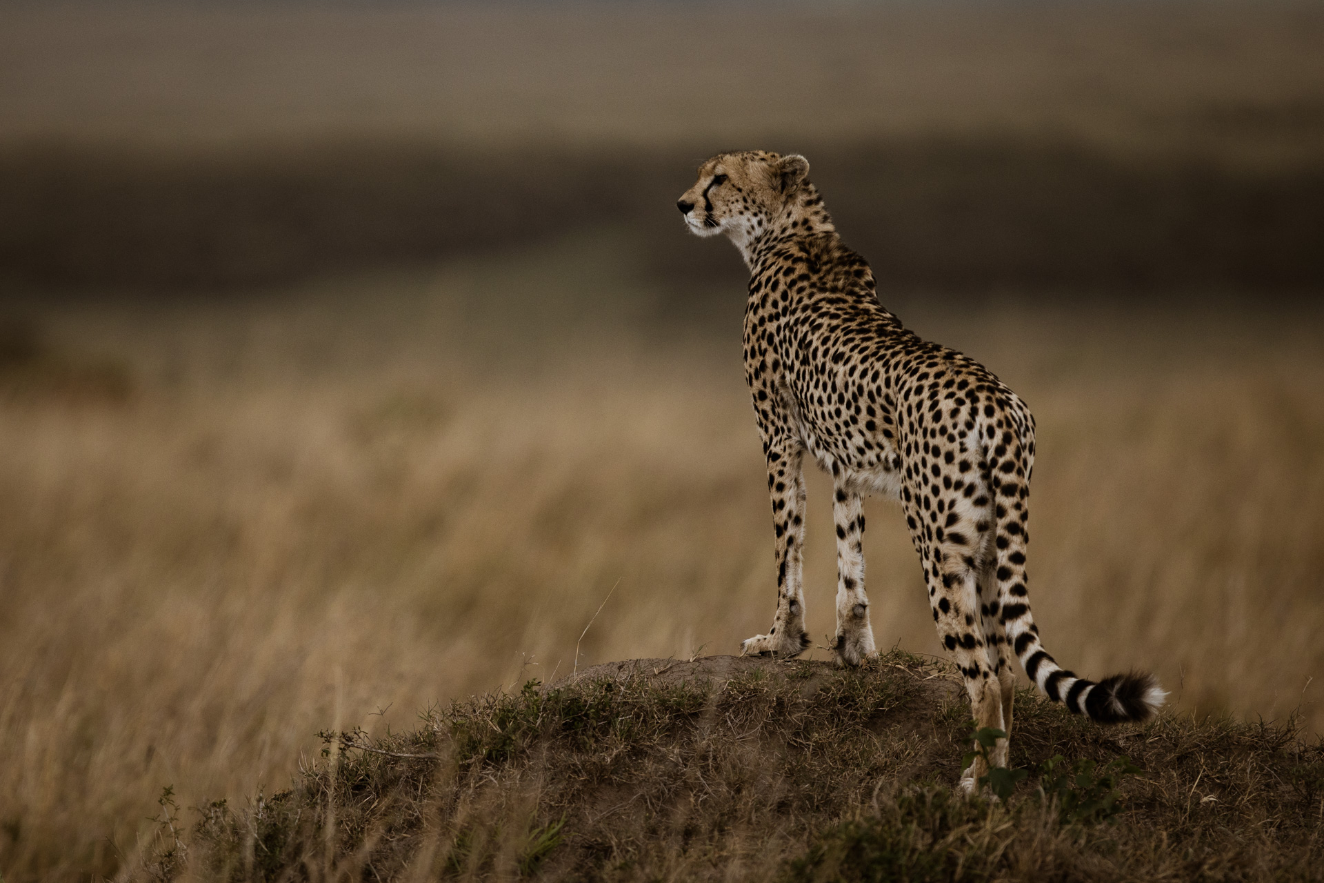 Cheetah standing on mound