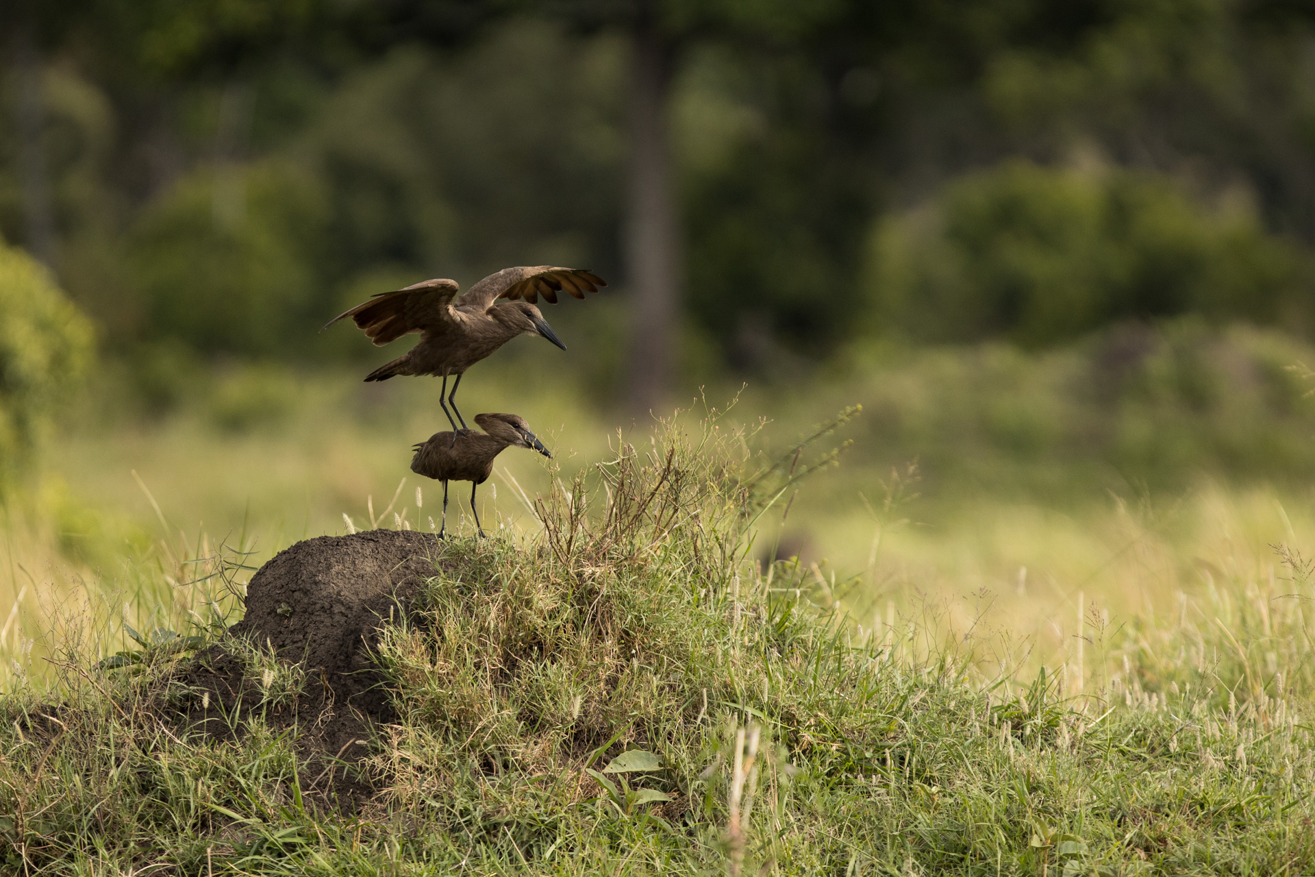 Hamerkop