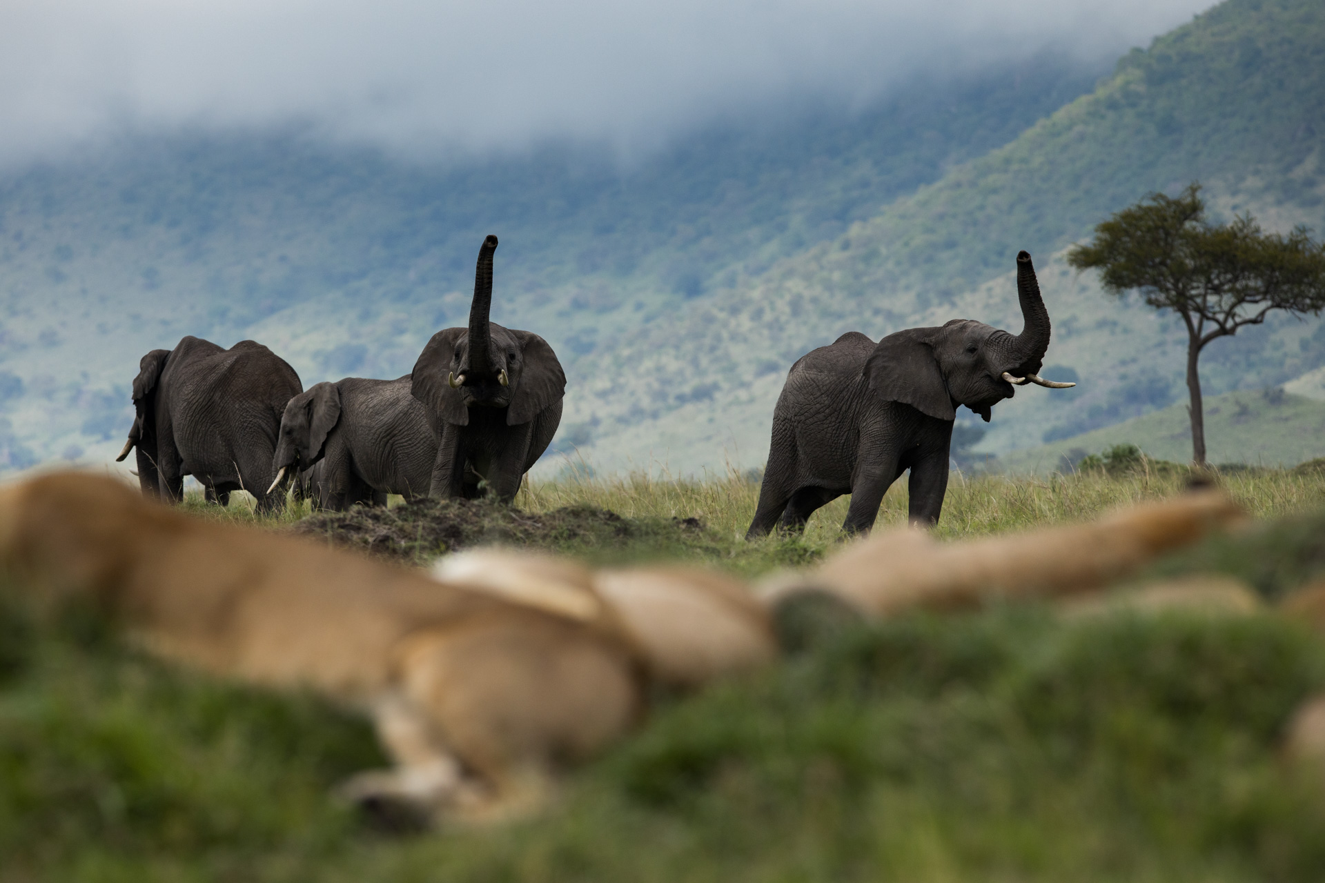 Elephant and lion