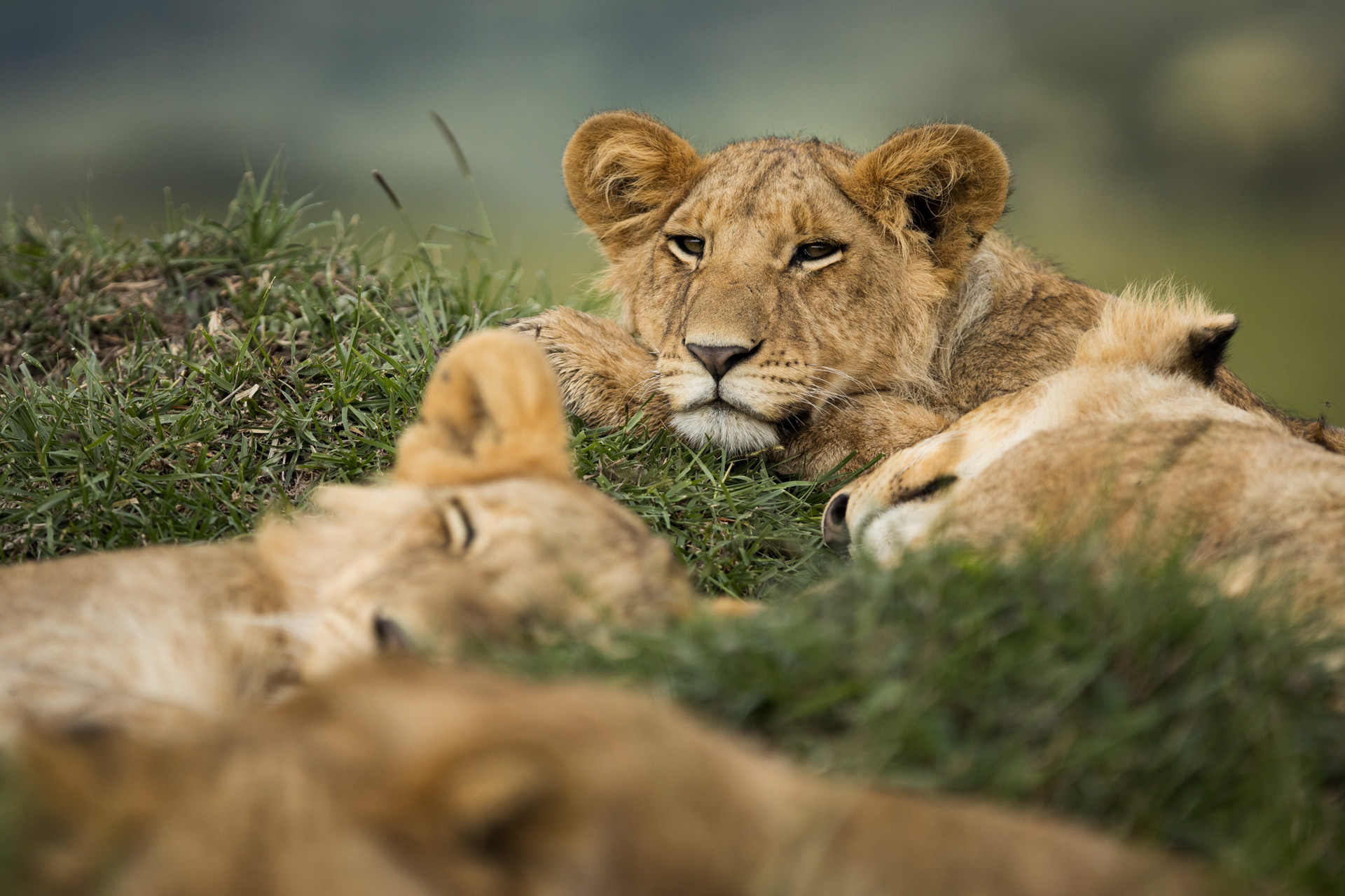 Lion sleeping