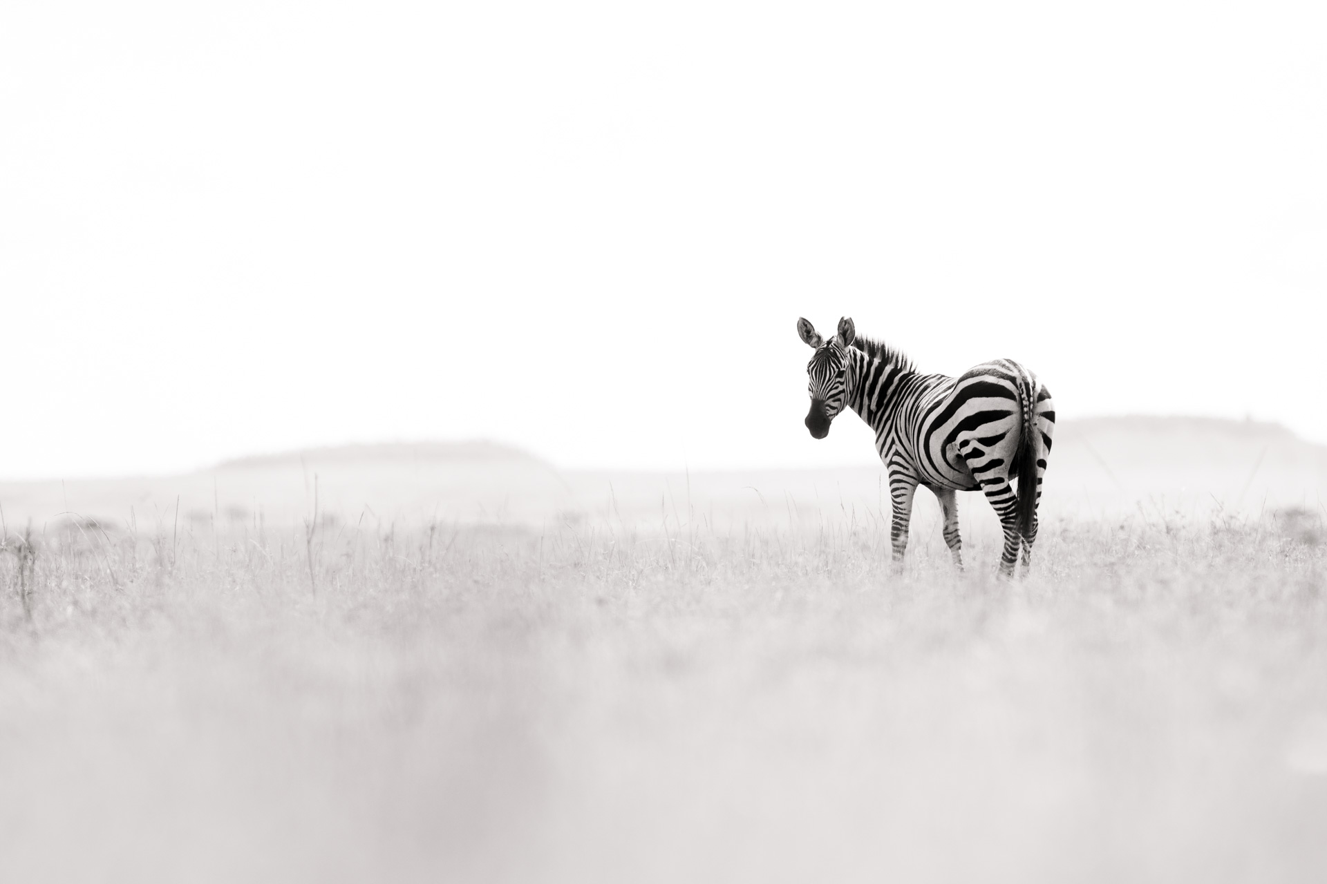 Zebra black and white