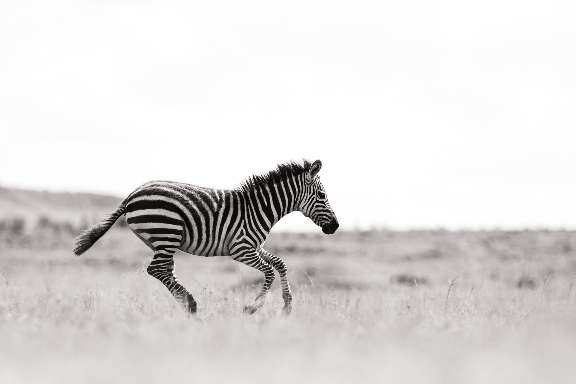 Zebra running