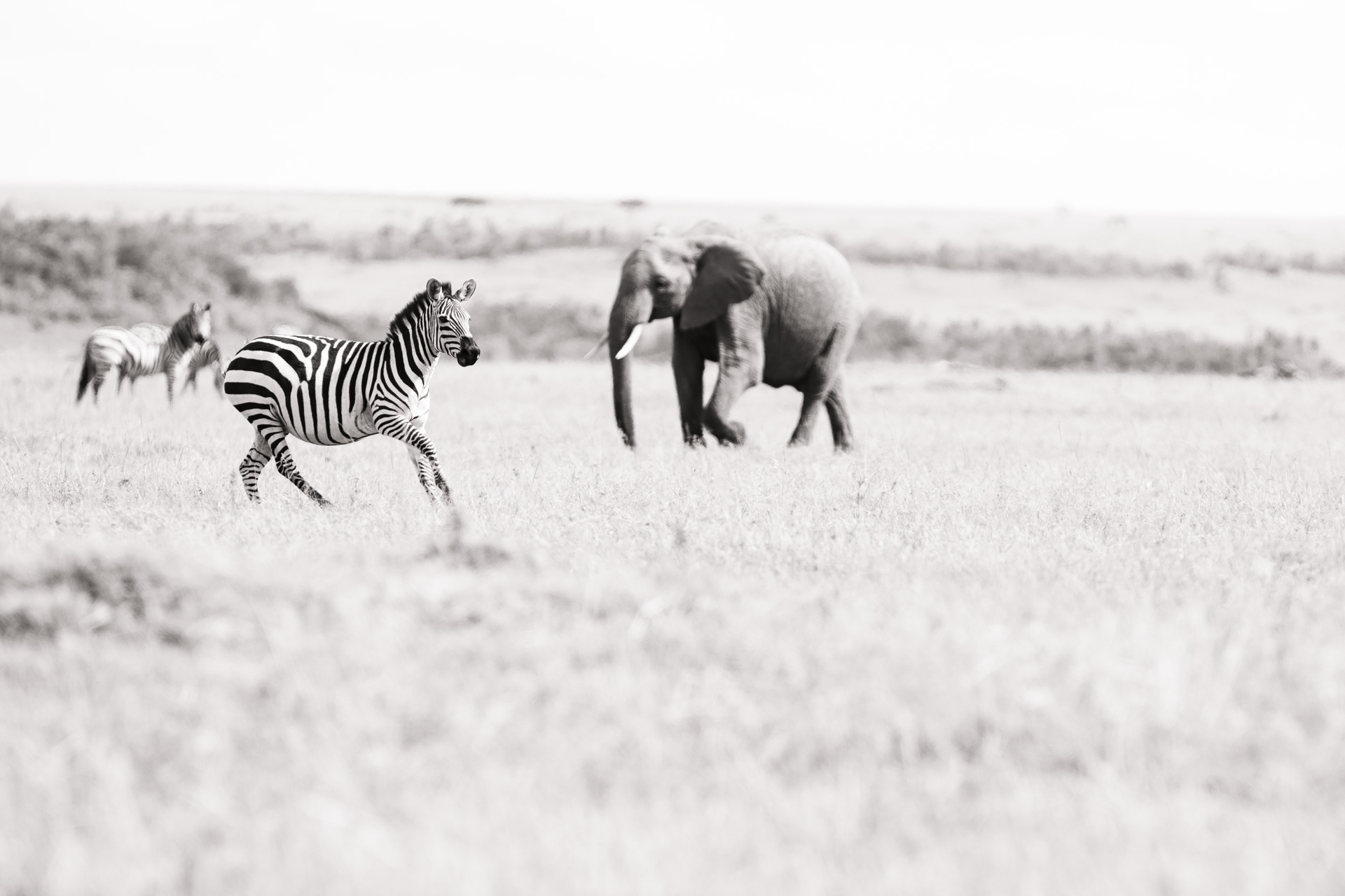Elephant and zebra 