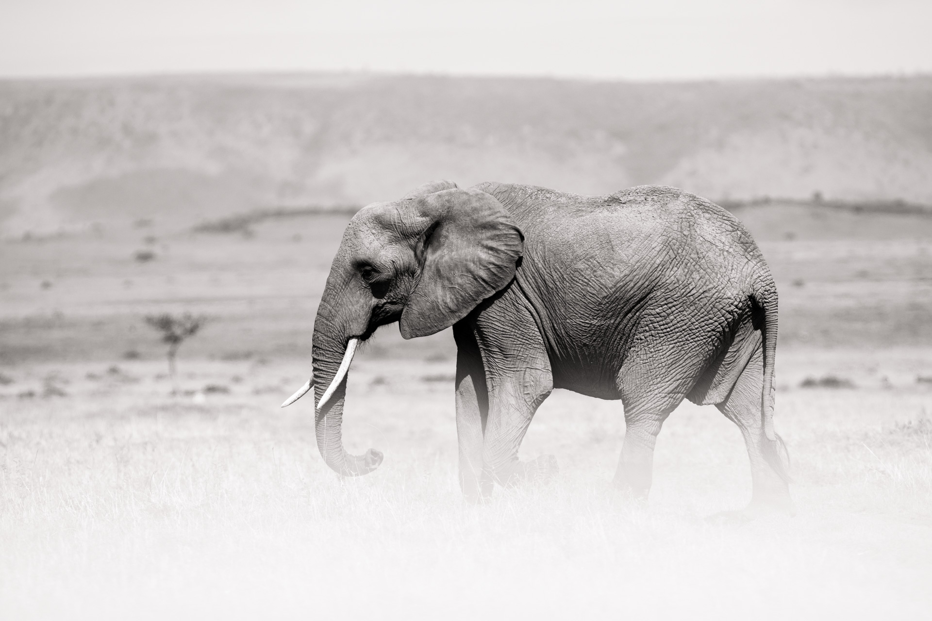 Elephant in white