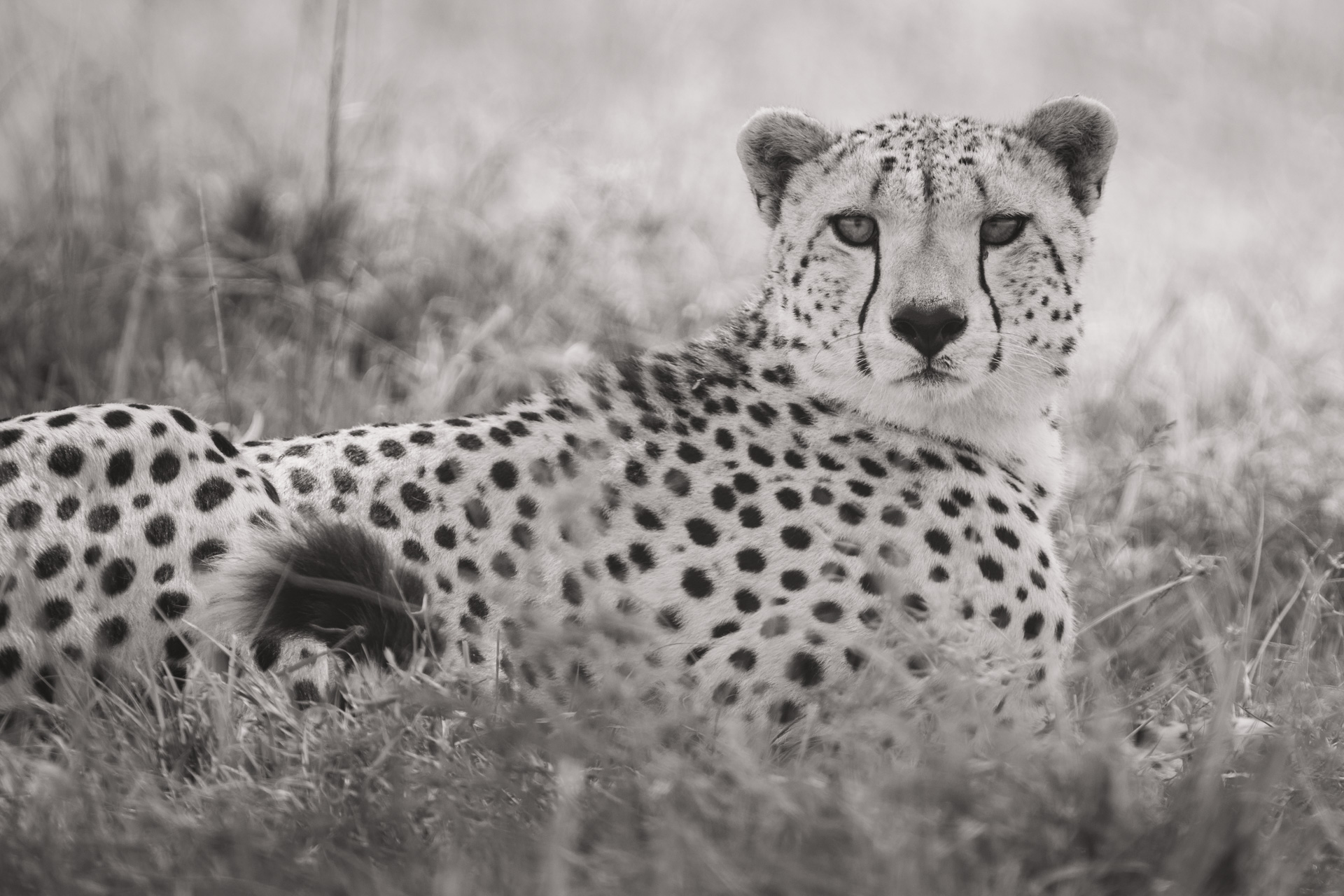 Cheetah close up