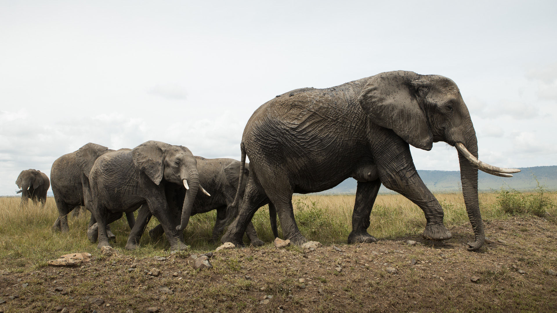 Elephant group