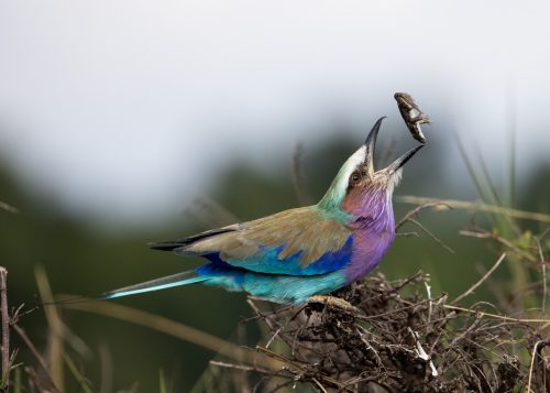 A gorgeous lilac-breasted roller enjoys a late afternoon snack