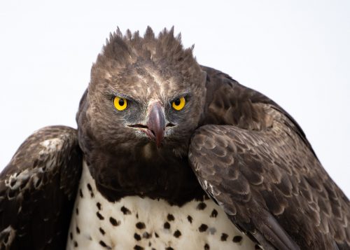 A wonderful encounter; up close with a martial eagle