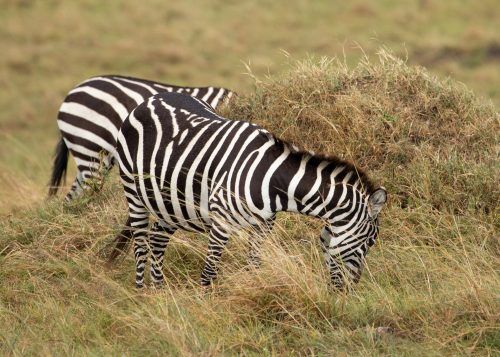 An unusually thick black stripe on the back of a zebra 
