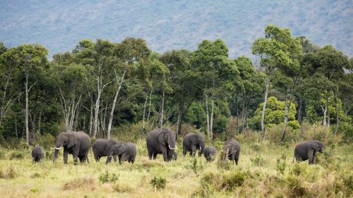 An elephant family set against the backdrop of the Oloololo Escarpment