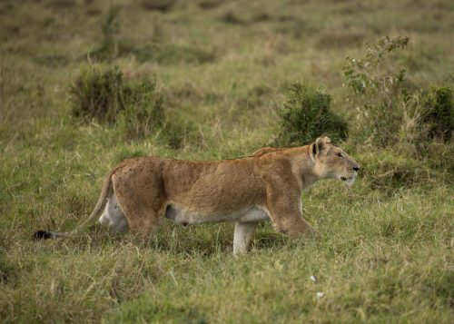 A lioness on the hunt 