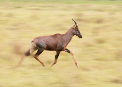 A slow pan shot of the topi in full flight