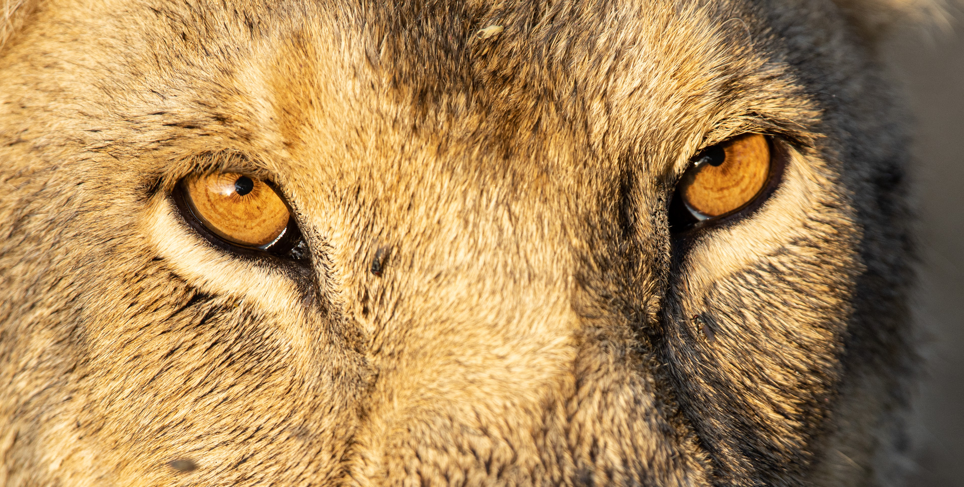 lioness eyes