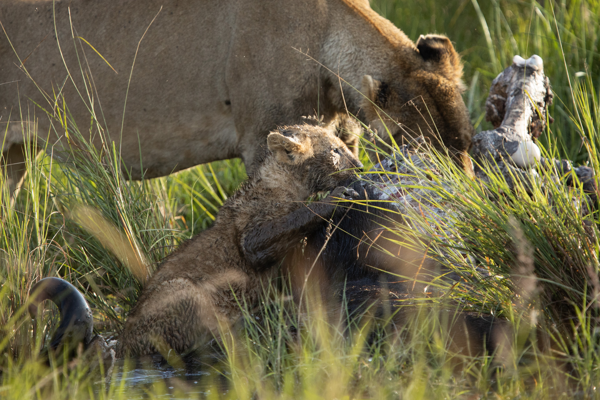 lion cub feeding