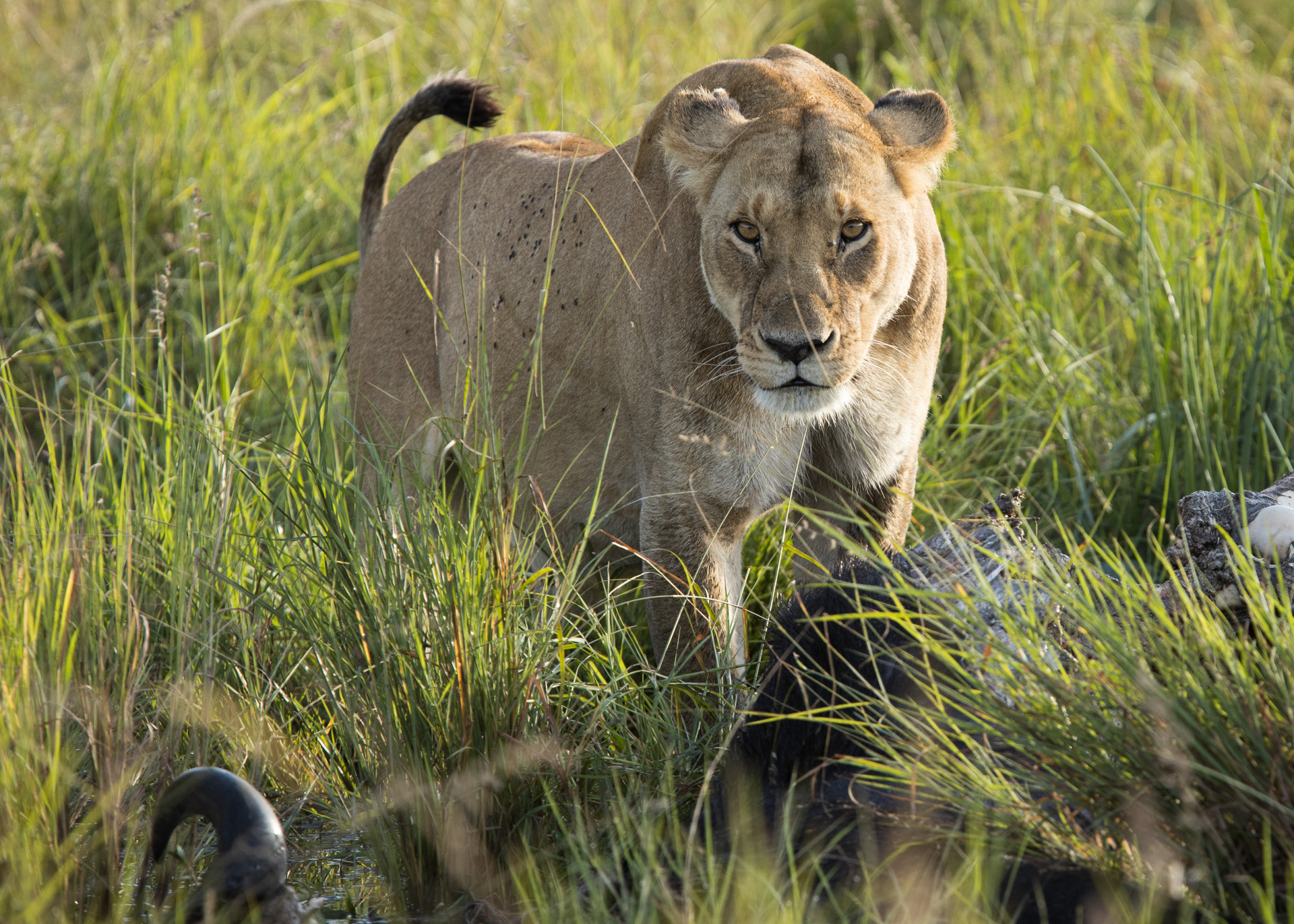 lioness approaches