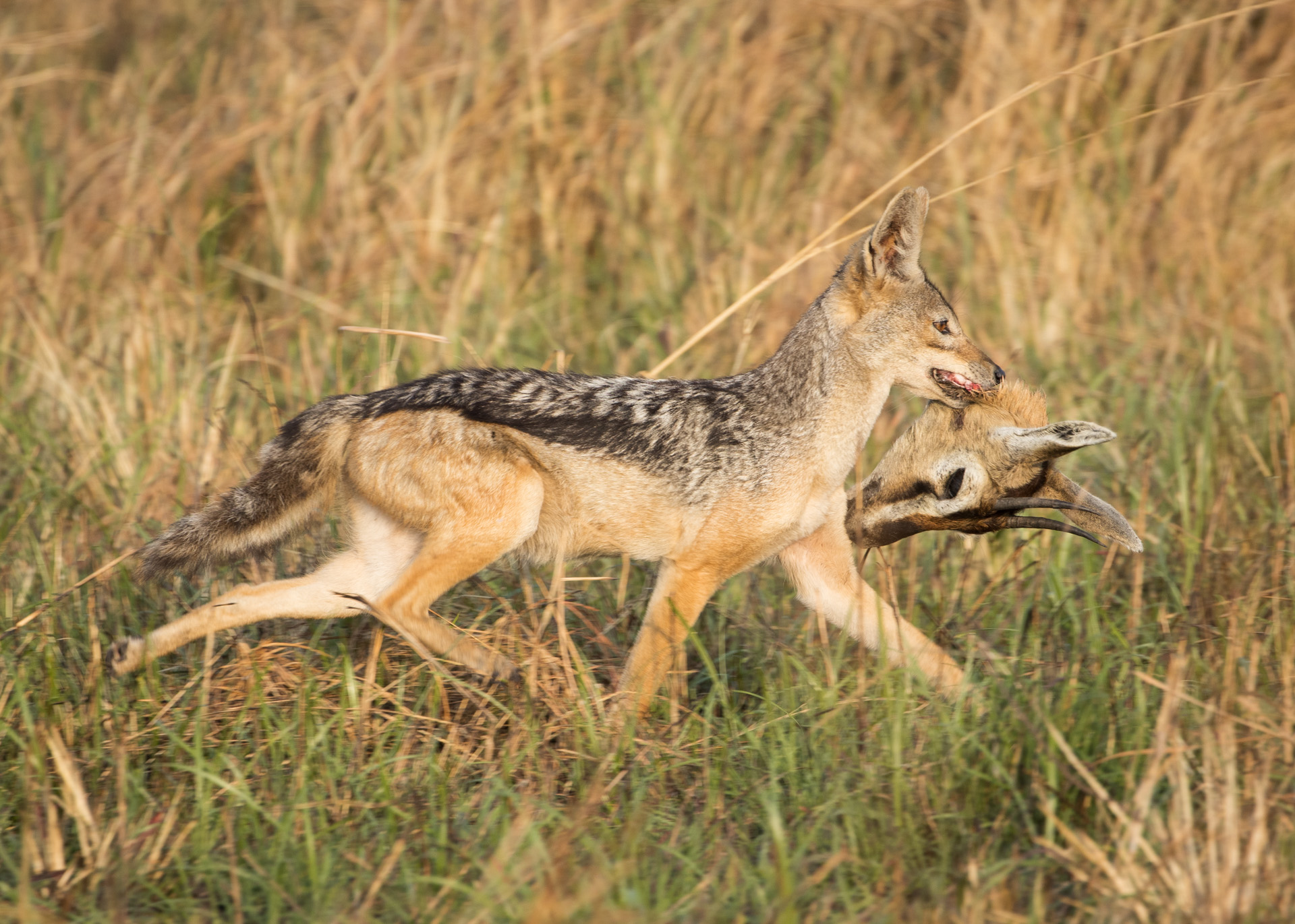 Jackal with impala head 