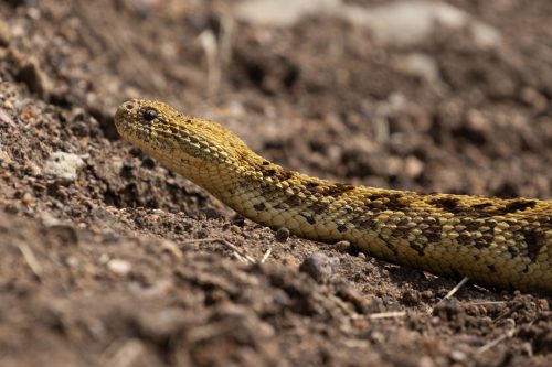 The last week of June seems to be a good time to see puff adders 