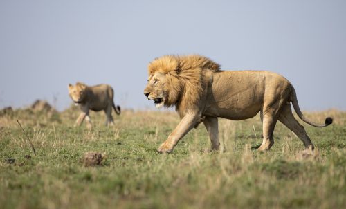 The fifth, and seldom seen male lion from the Inselbergs