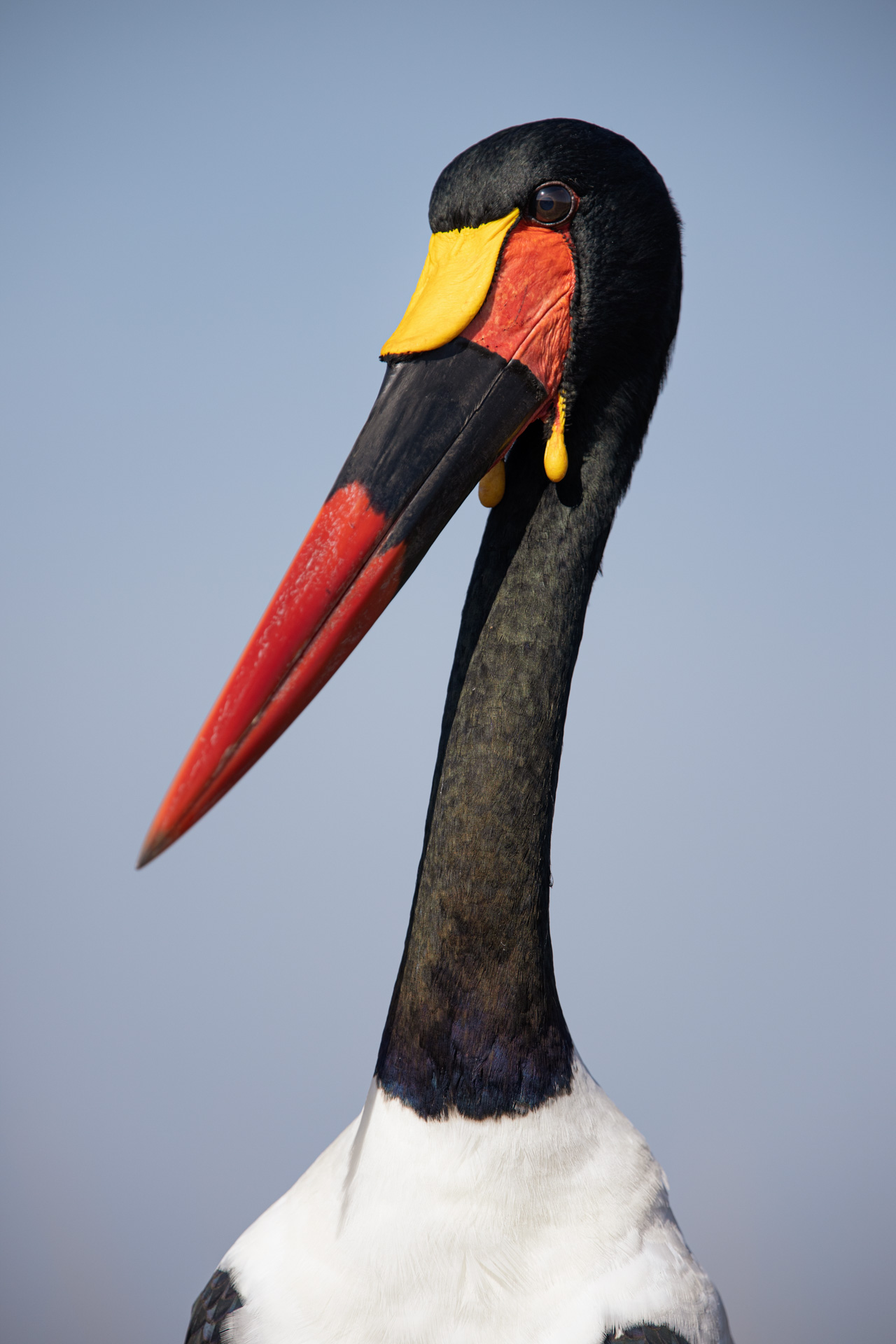 saddle billed stork