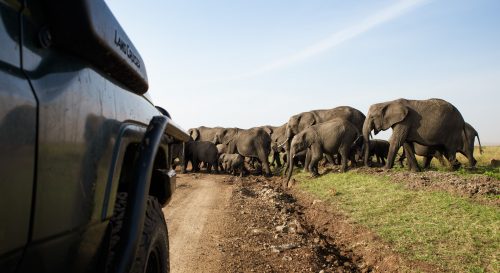 The elephants always have right of way