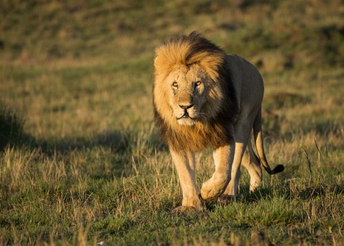Splitlip, after Scarface, is one of the most distinctive male lions in the area