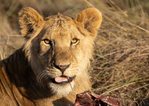 A young male from the Military Pride enjoys some fresh wildebeest 