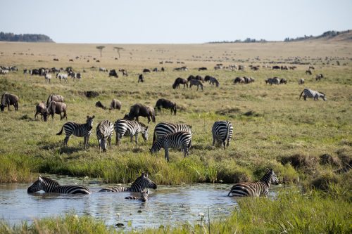 Zebra cool off in the heat of the day in a crocodile-free pool
