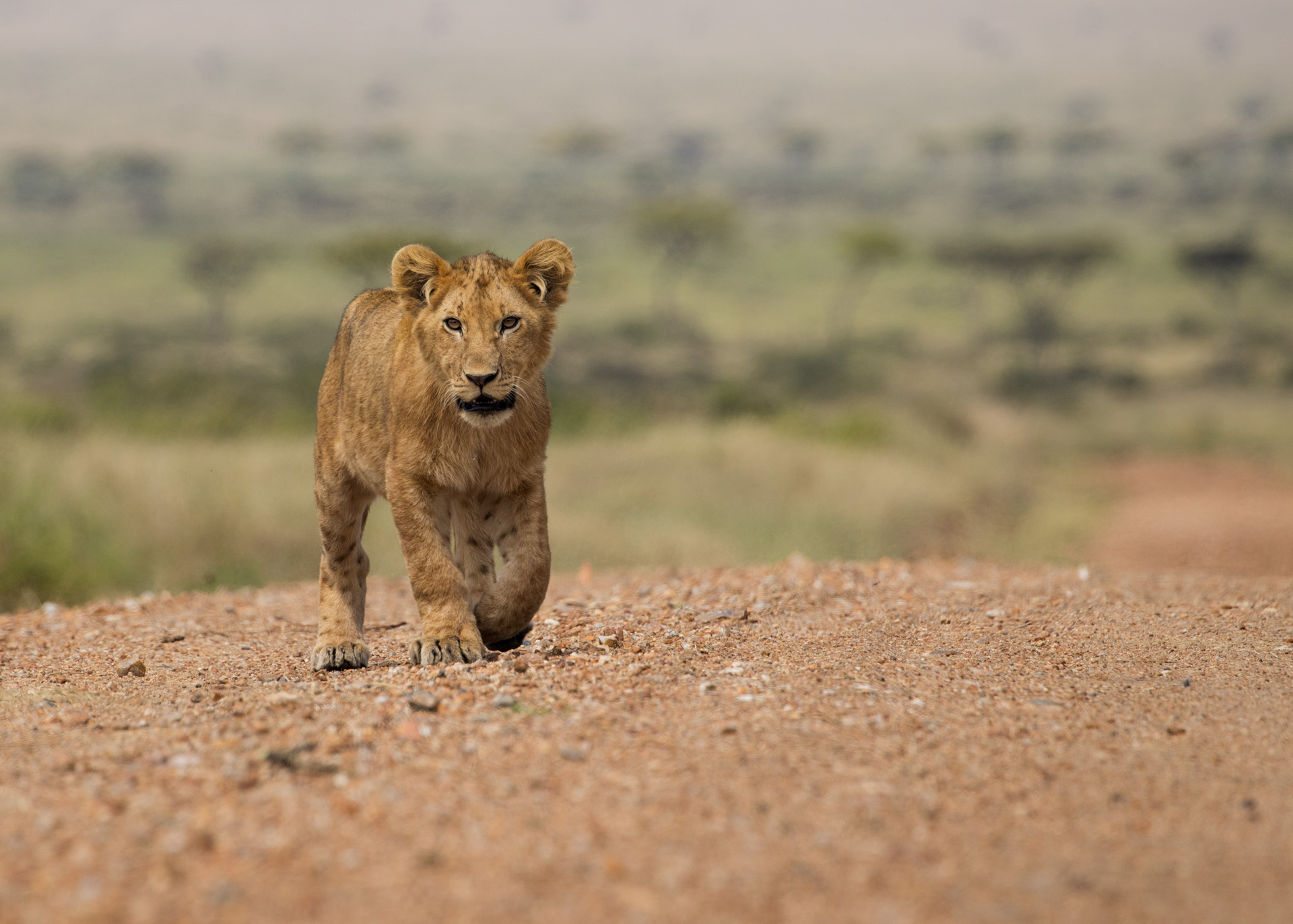 Lion cub