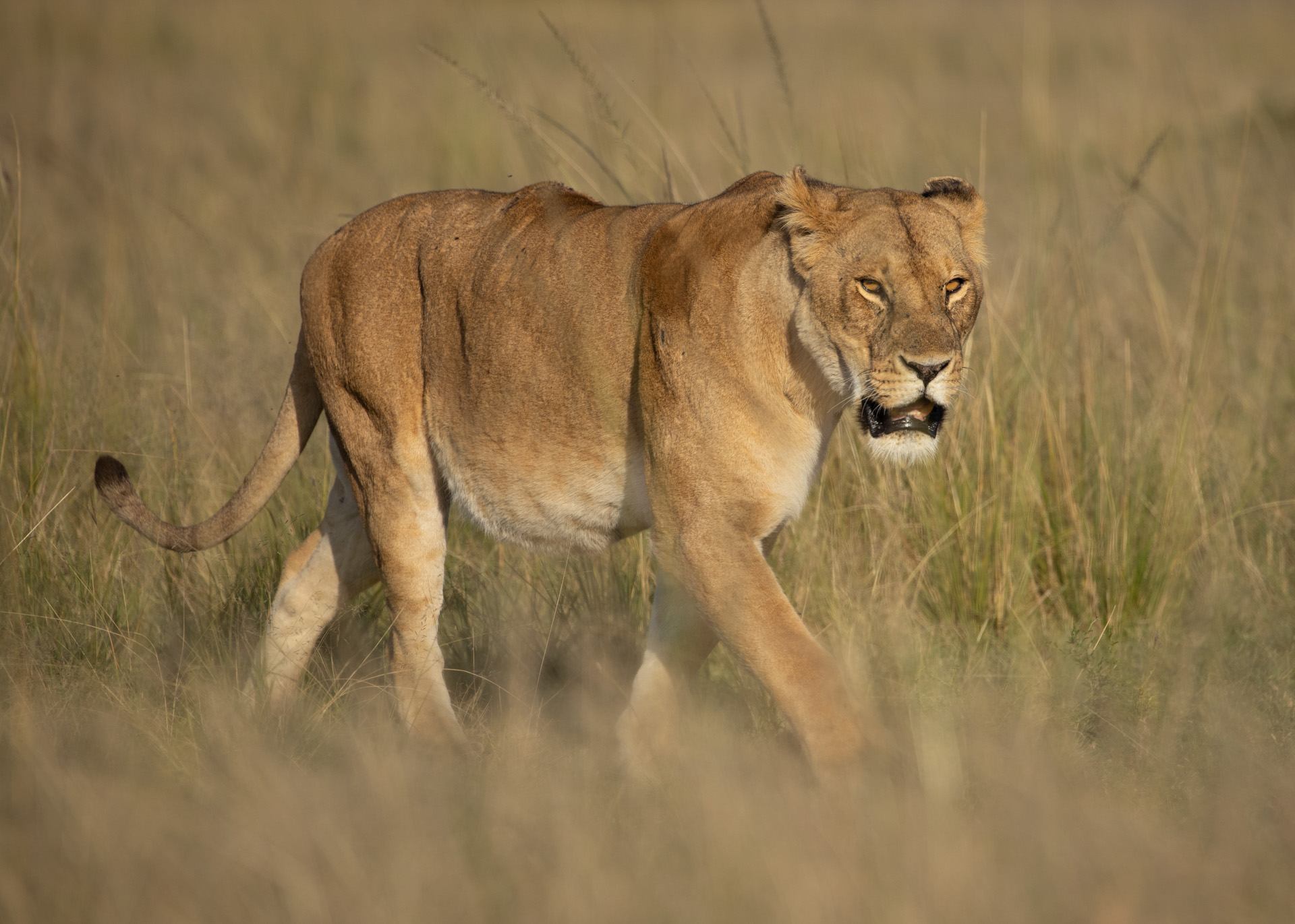 Lioness Adam Bannister