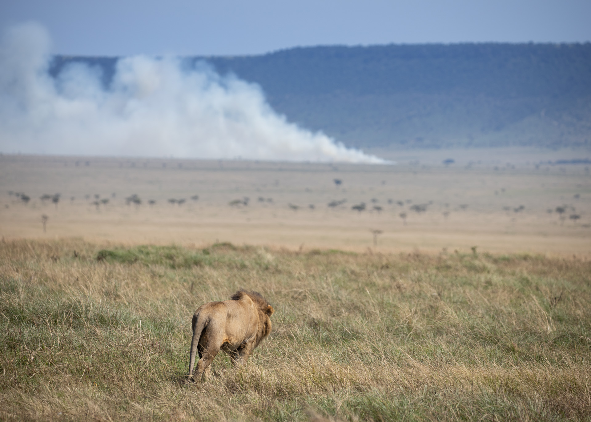 Lion and Smoke 