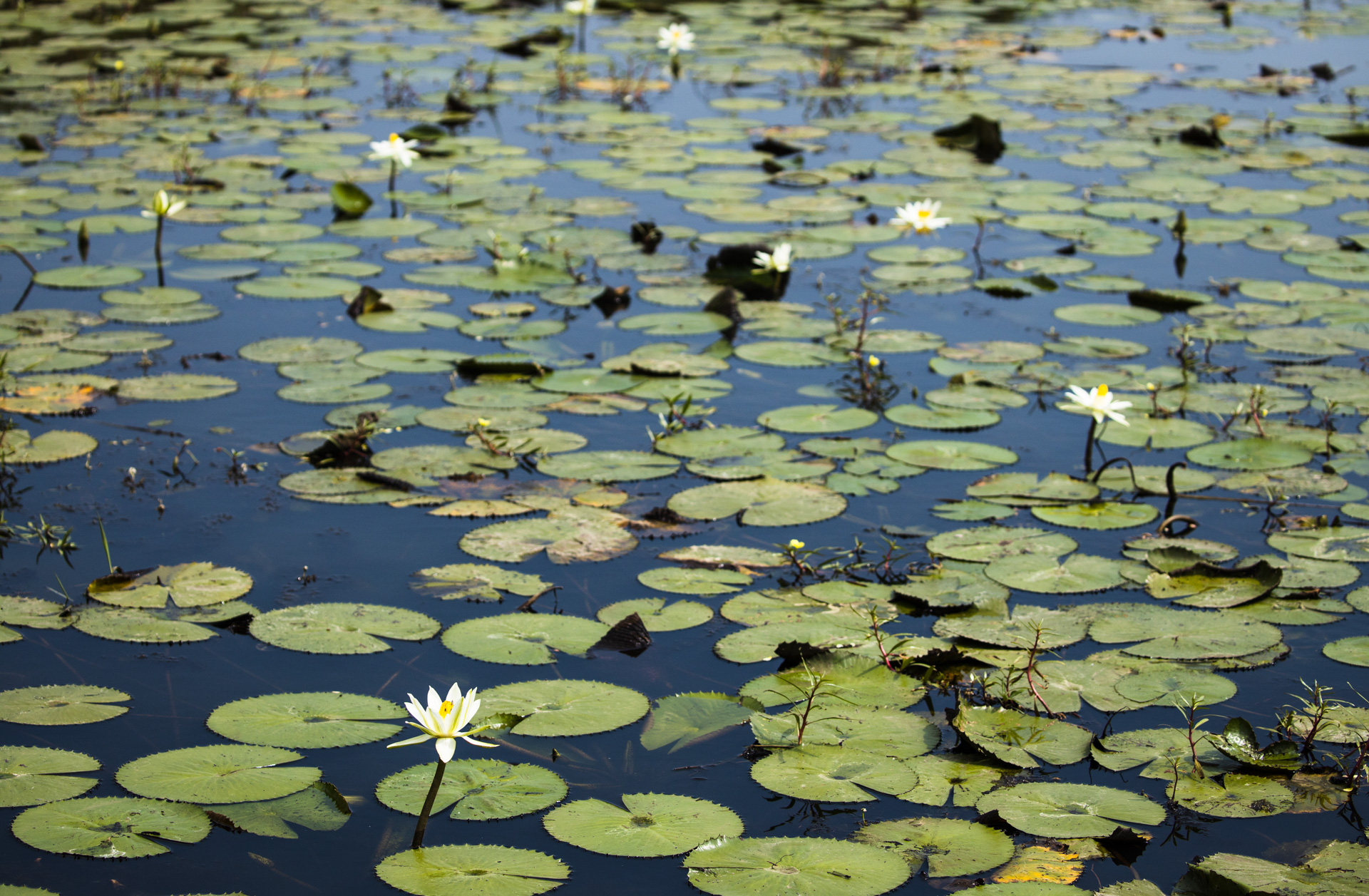 Lilly pads 