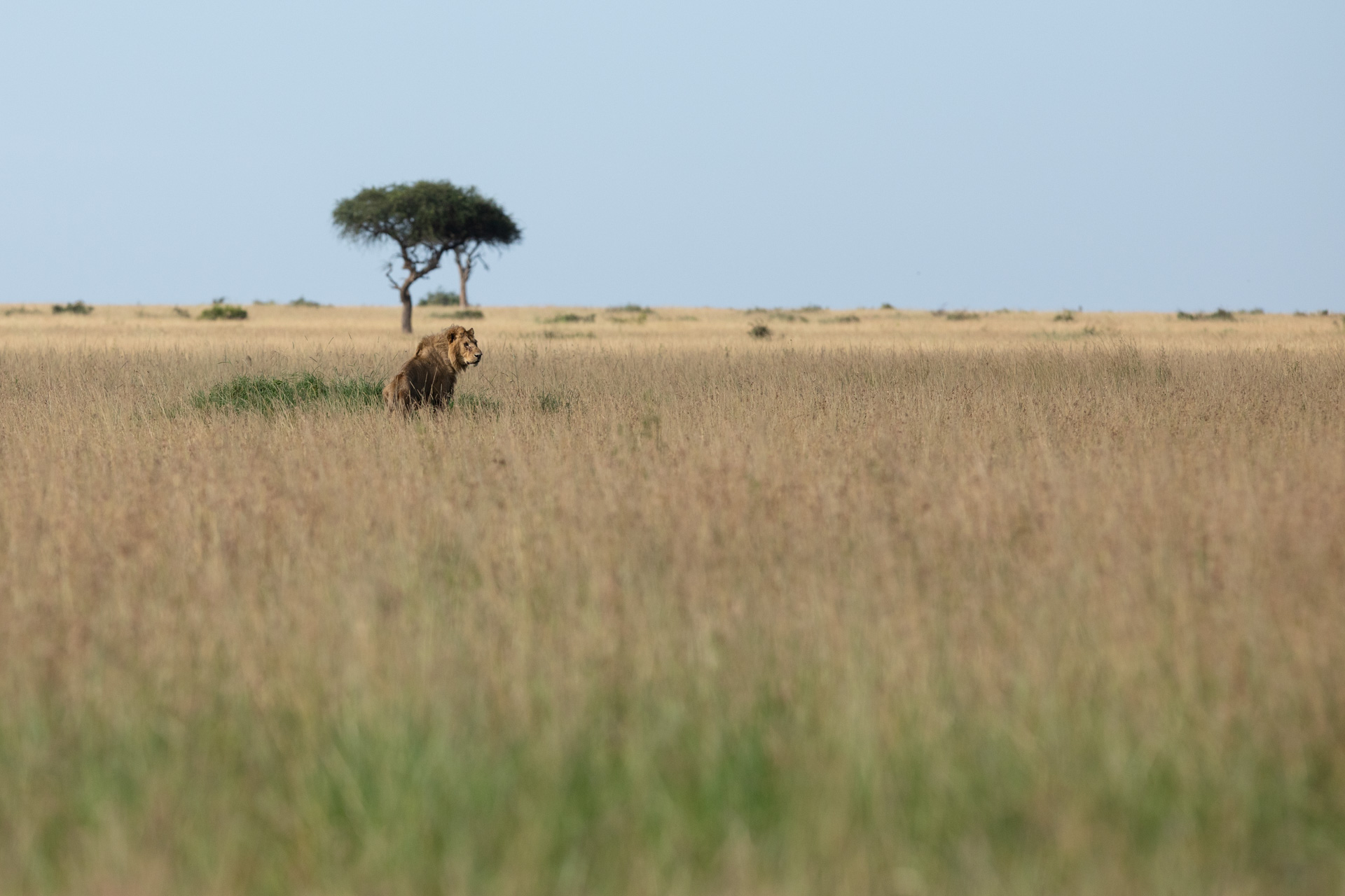 male lion in landscape