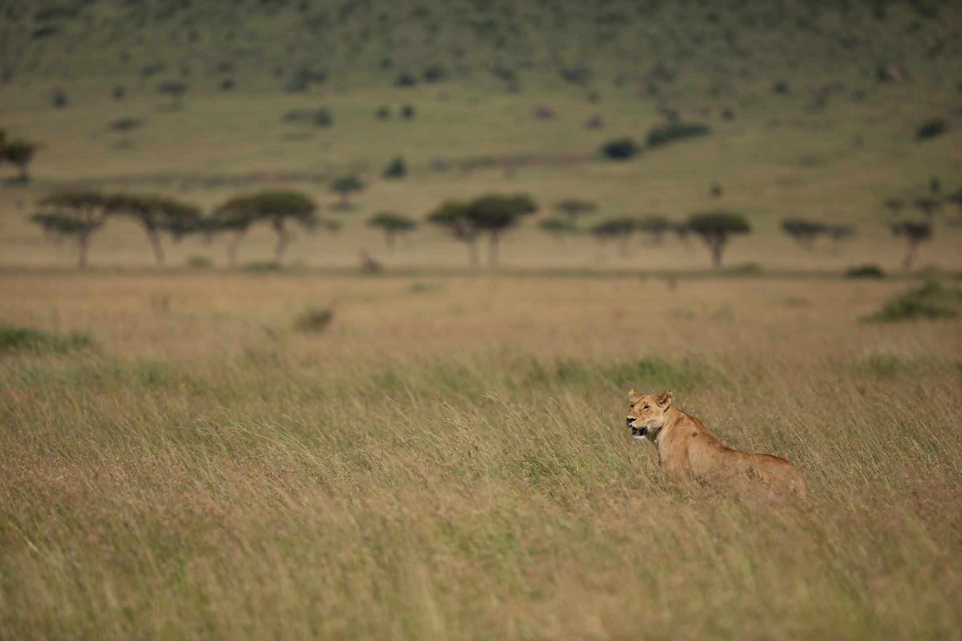 lioness in landscape