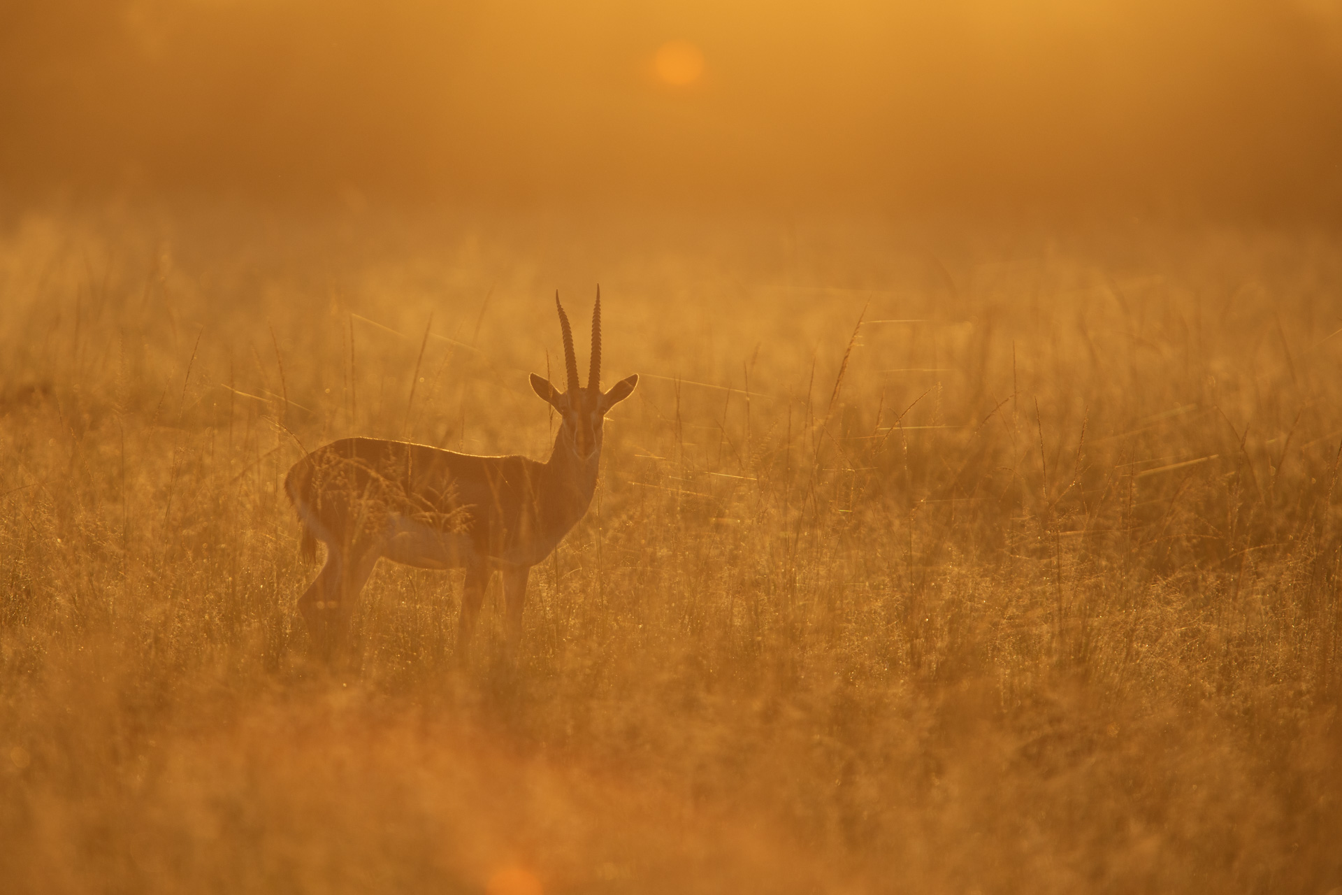 gazelle in golden light