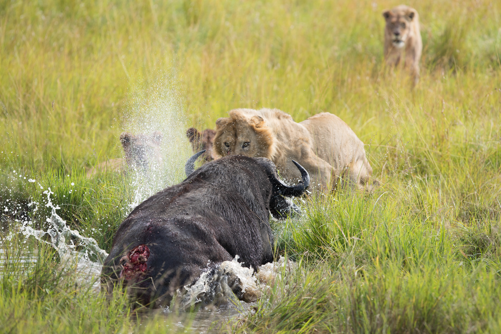 buffalo wounded