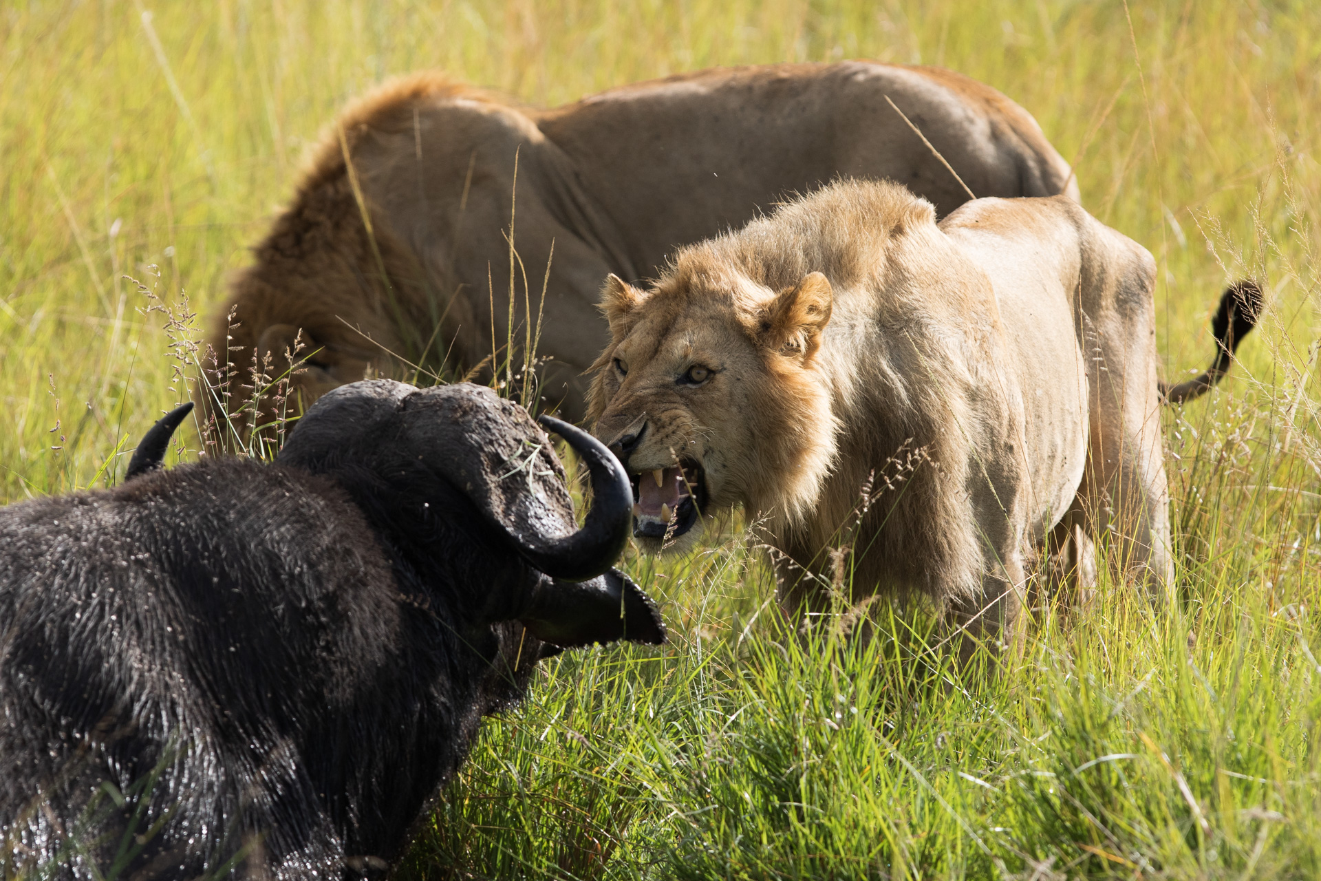 lion snarl