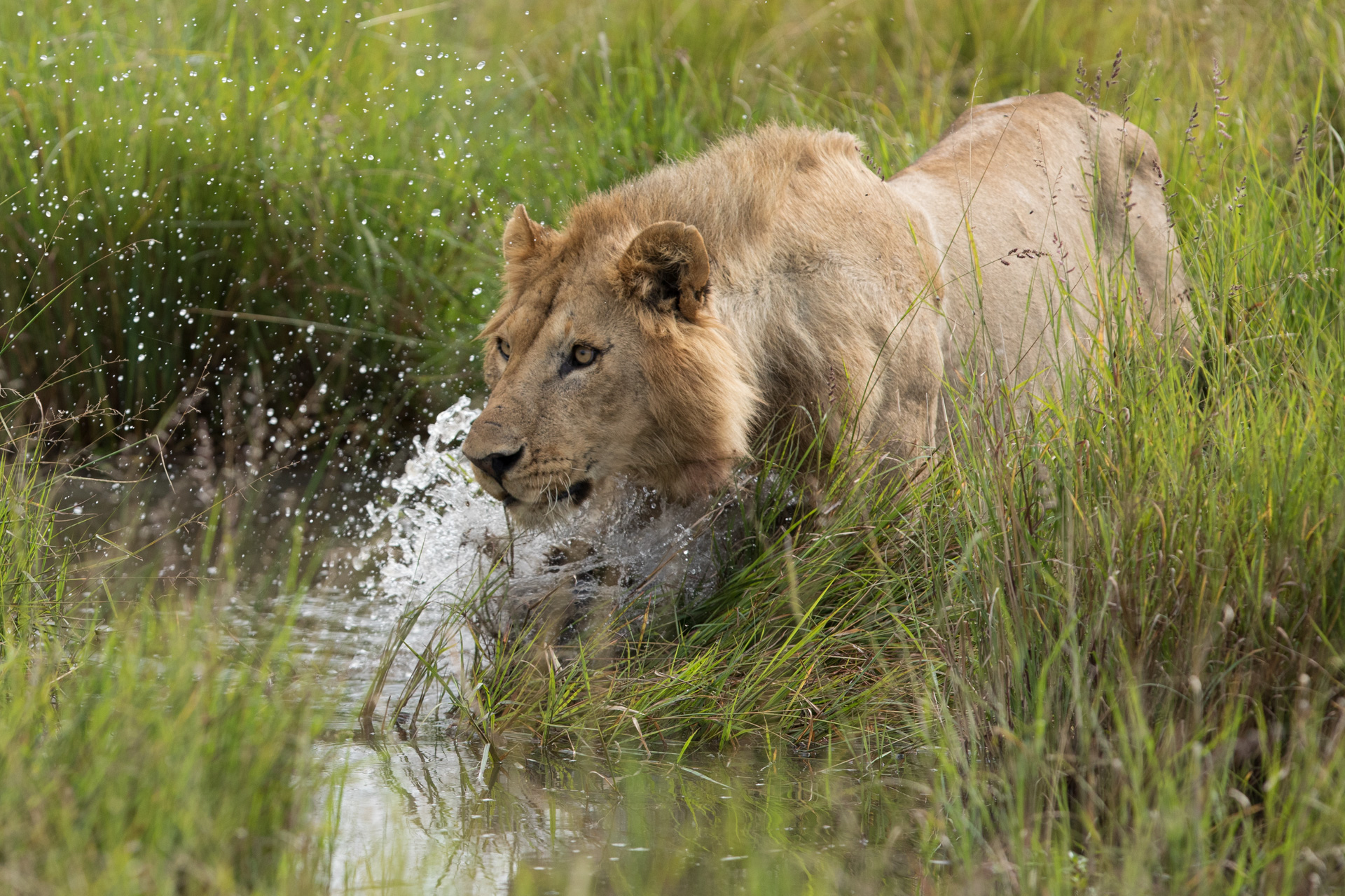  lion in water