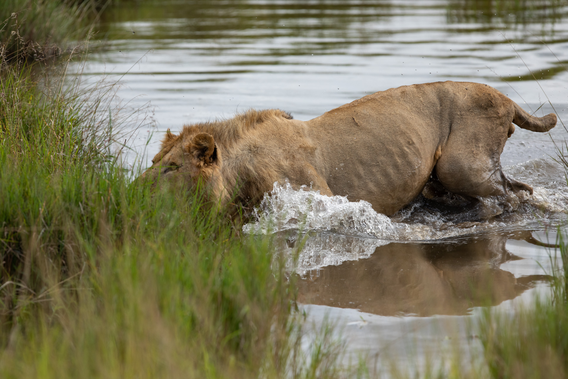  lion in water