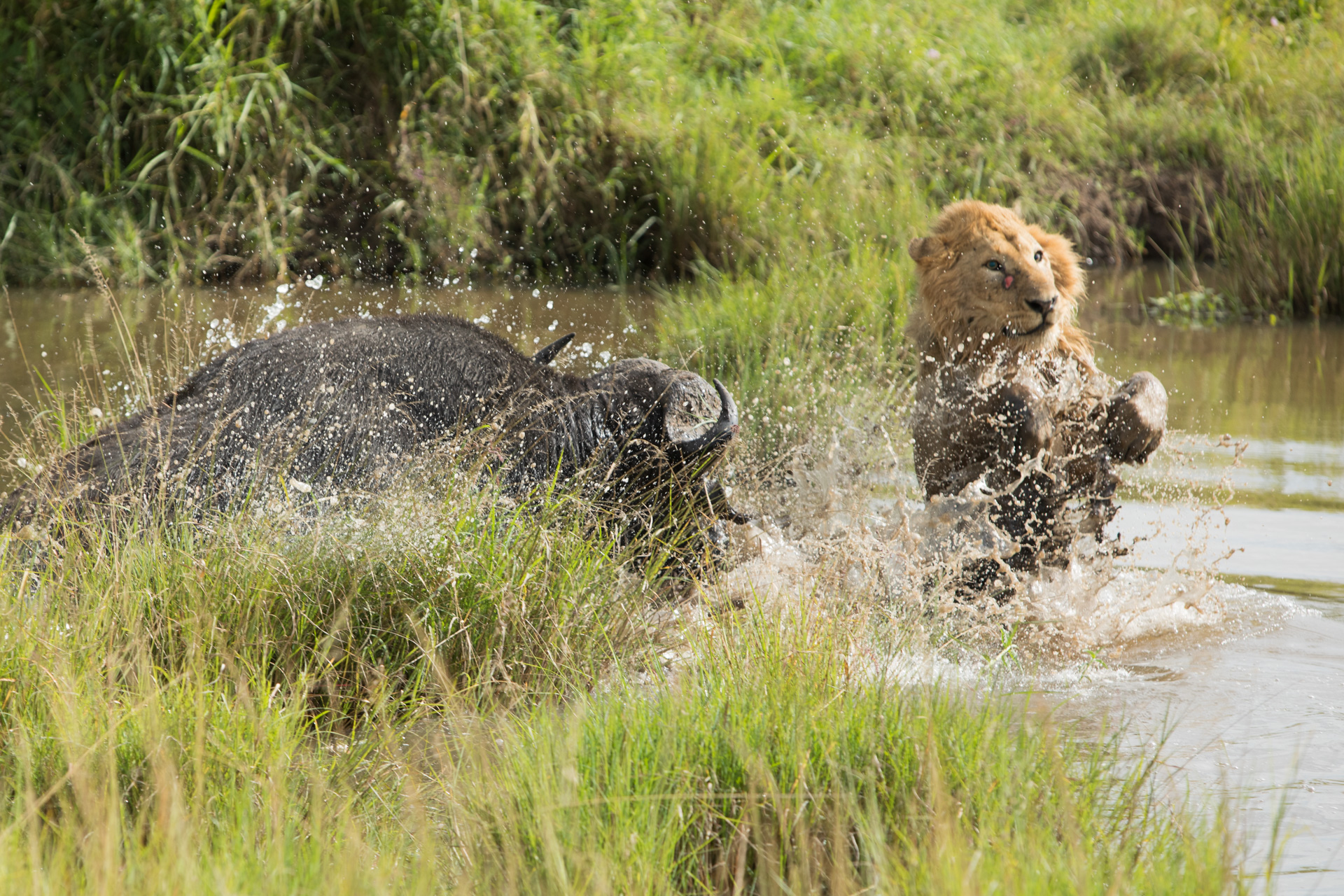 lion in water3