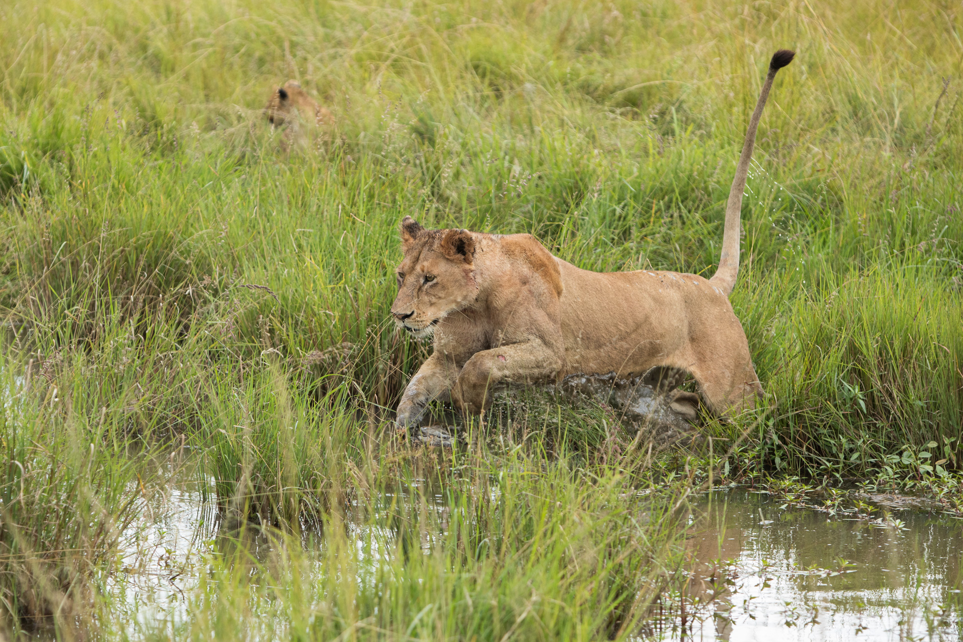 lioness jump