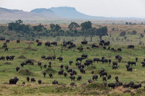 A large breeding herd of buffalo feeds near the Salt Lick in the far south of the Triangle
