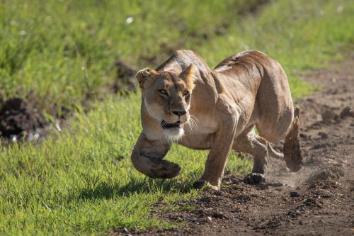 A lioness hunting a warthog 