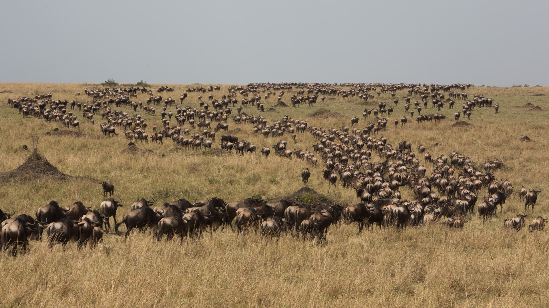 Wildebeest herd from behind