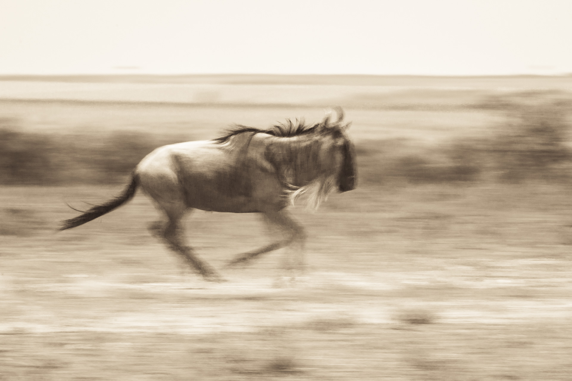 wildebeest blur