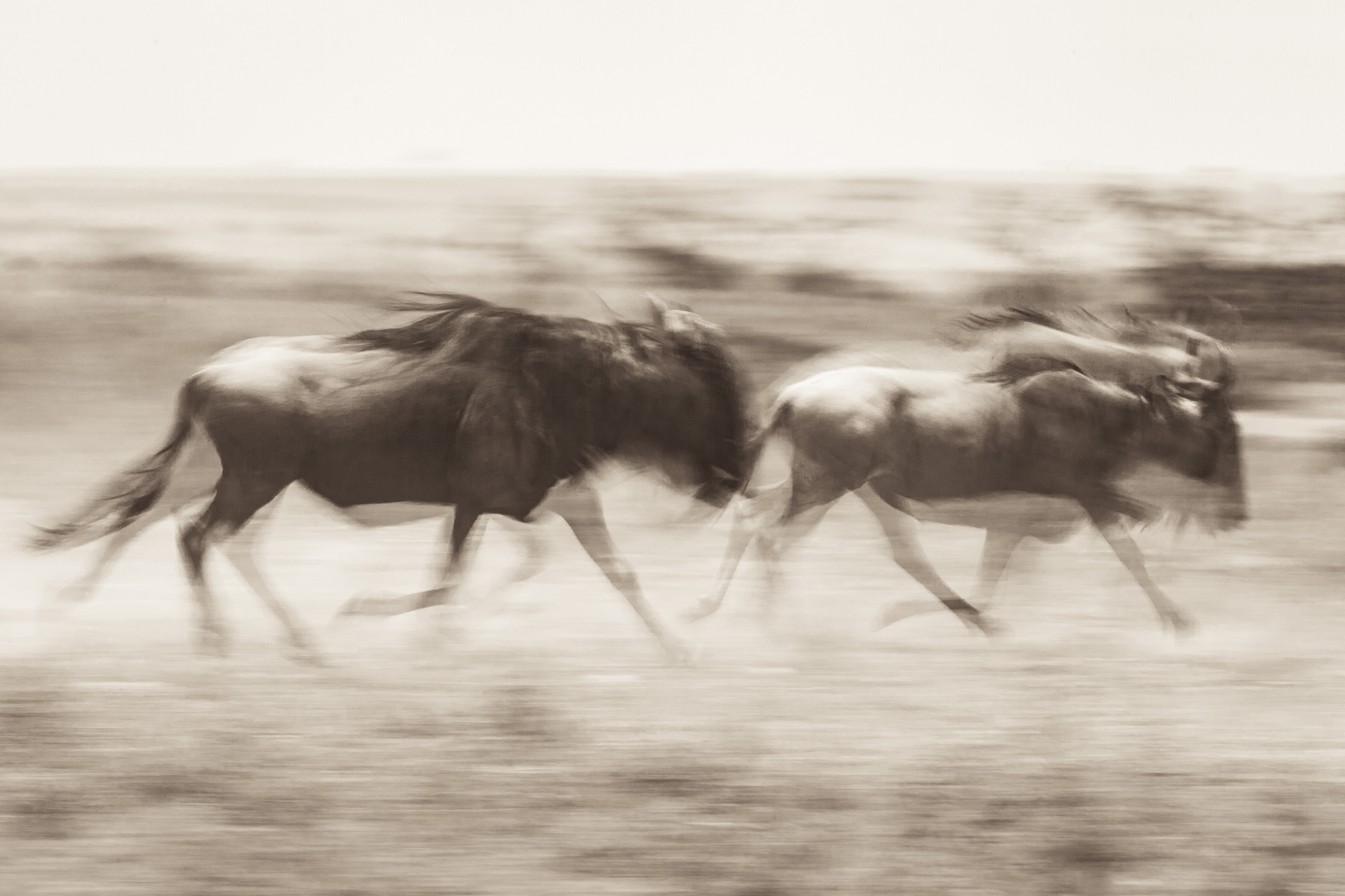 wildebeest blur