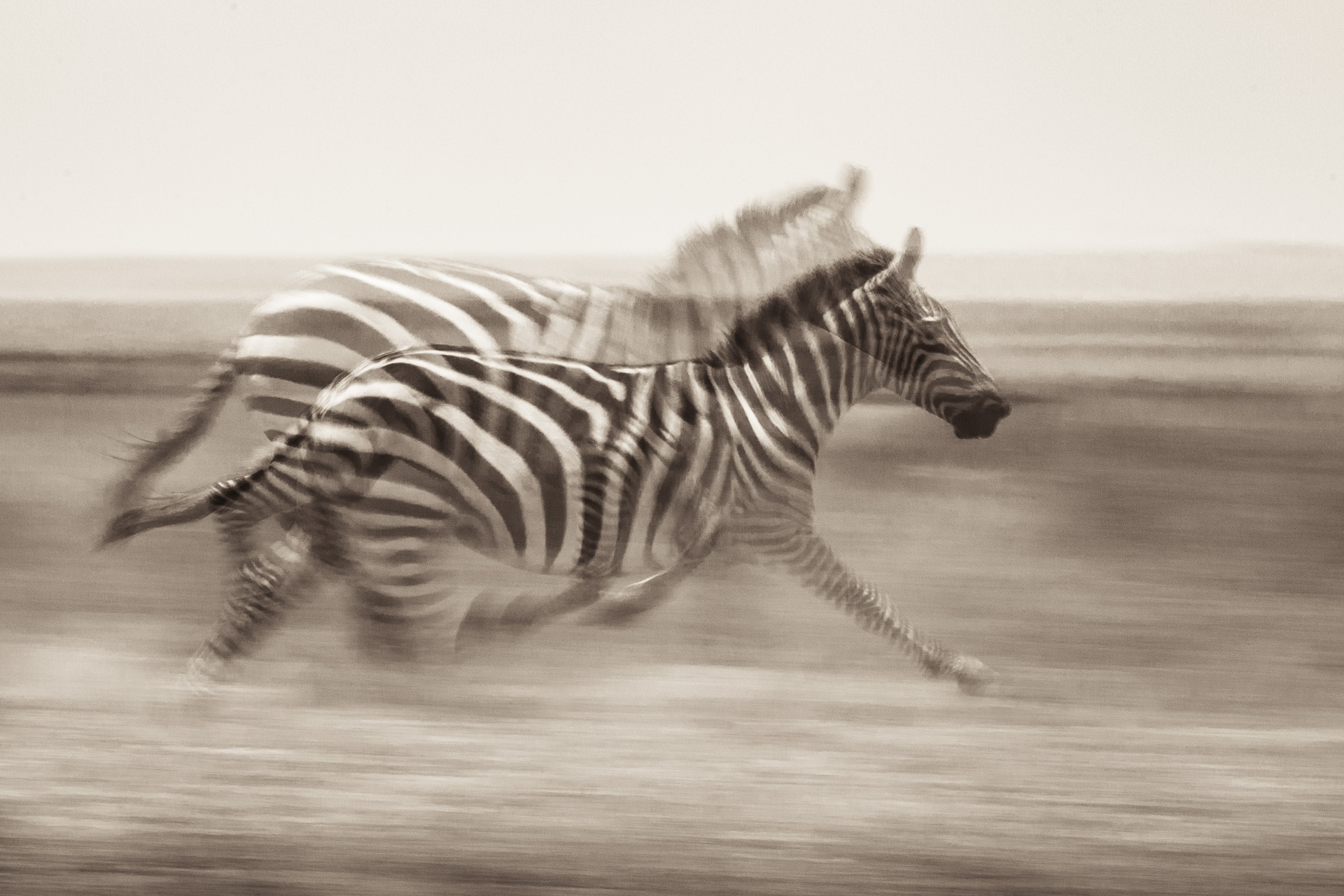 Zebra Blur