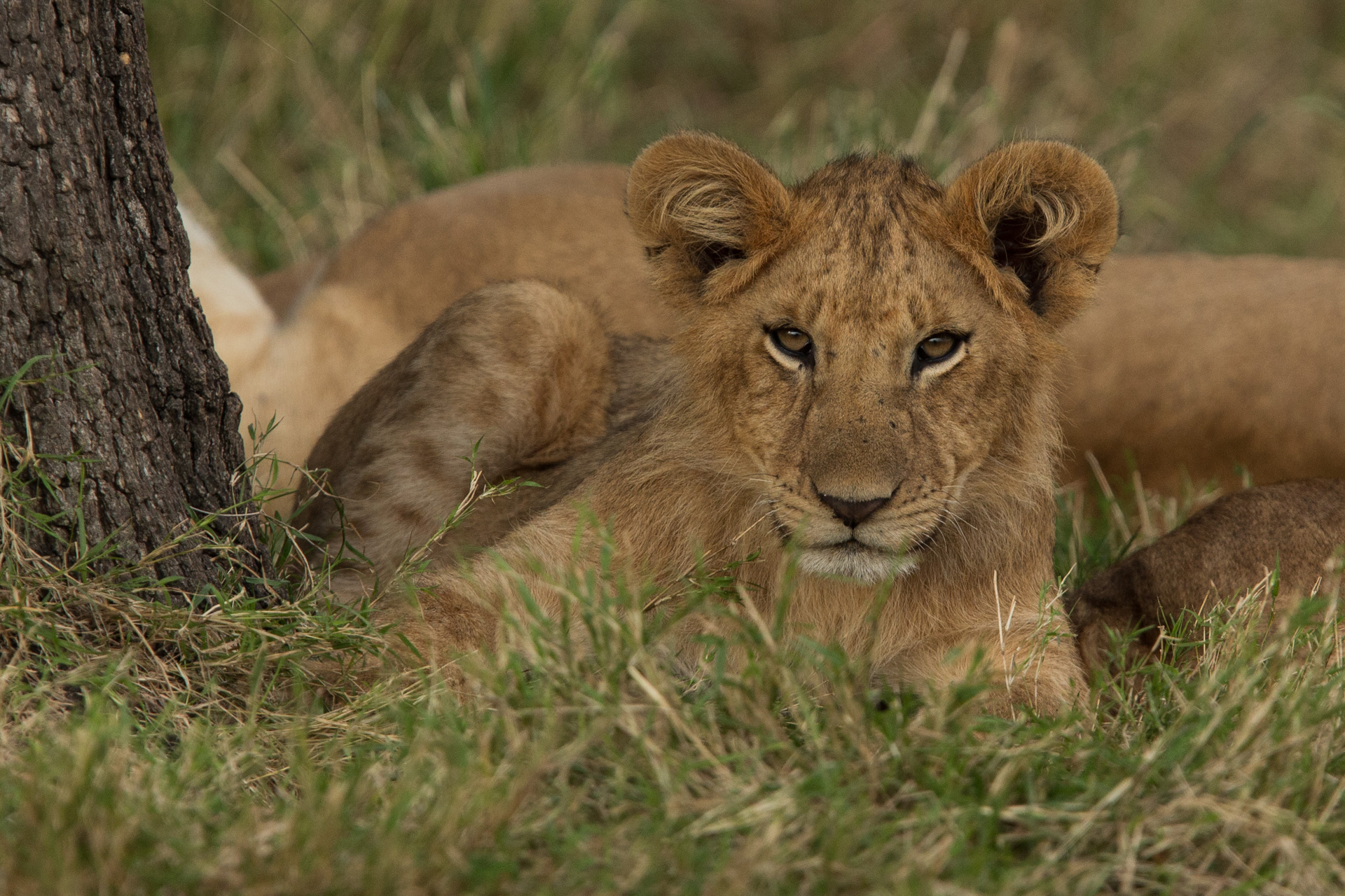 lion cub