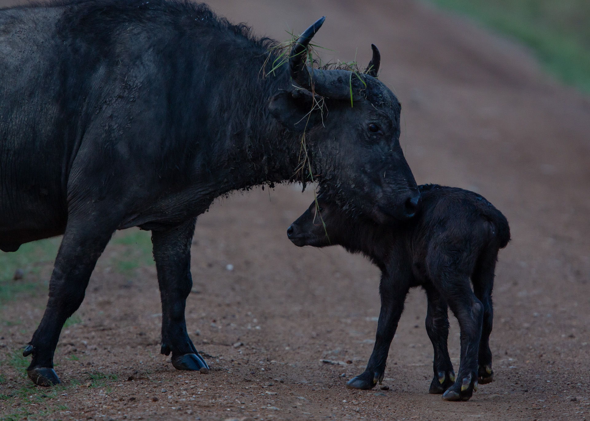 buffalo and calf