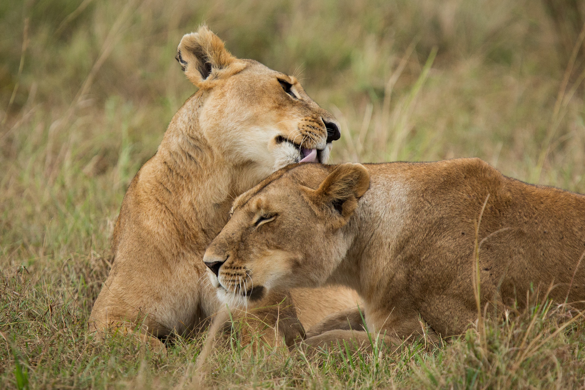 Lions cleaning